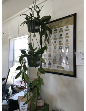 Houseplant, Hoya Pubicalyx Hanging Basket 6"