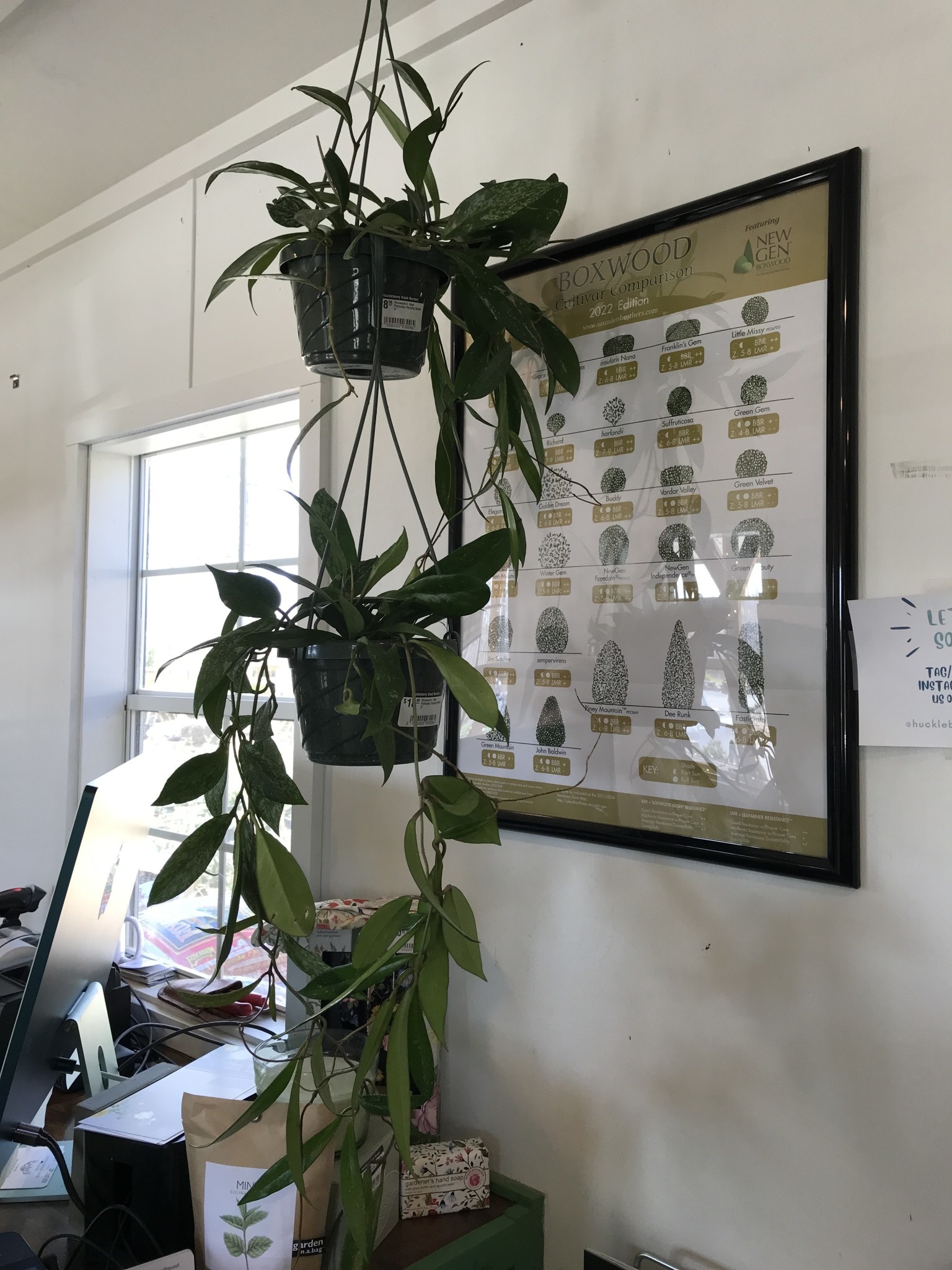 Houseplant, Hoya Pubicalyx Hanging Basket 6"
