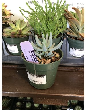 Succulent, Senecio serpens 'Blue Chalk Sticks' 4"