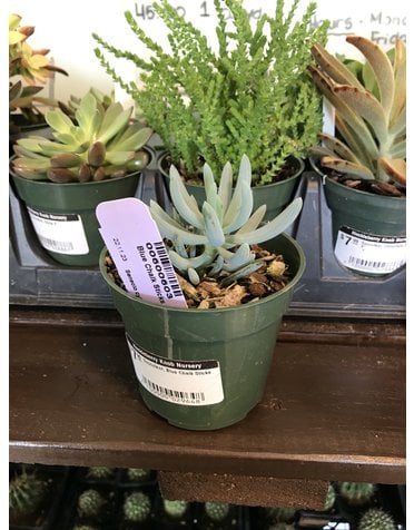 Succulent, Senecio serpens 'Blue Chalk Sticks' 4"