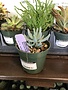 Succulent, Senecio serpens 'Blue Chalk Sticks' 4"