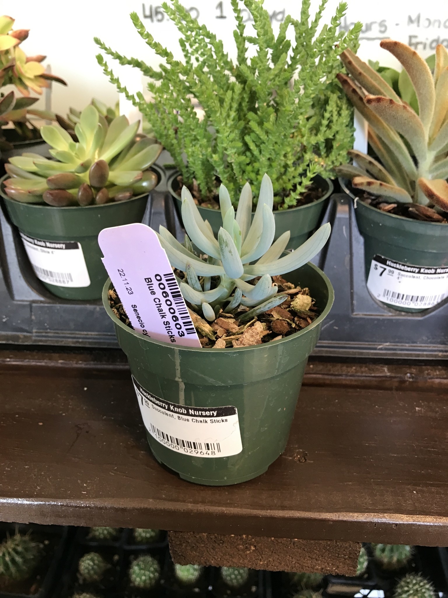 Succulent, Senecio serpens 'Blue Chalk Sticks' 4"