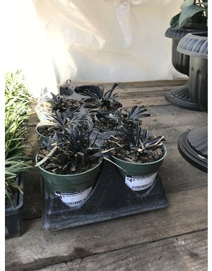 Black Mondo Grass 4"