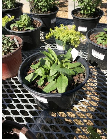 Echinacea 'Powwow Wildberry'