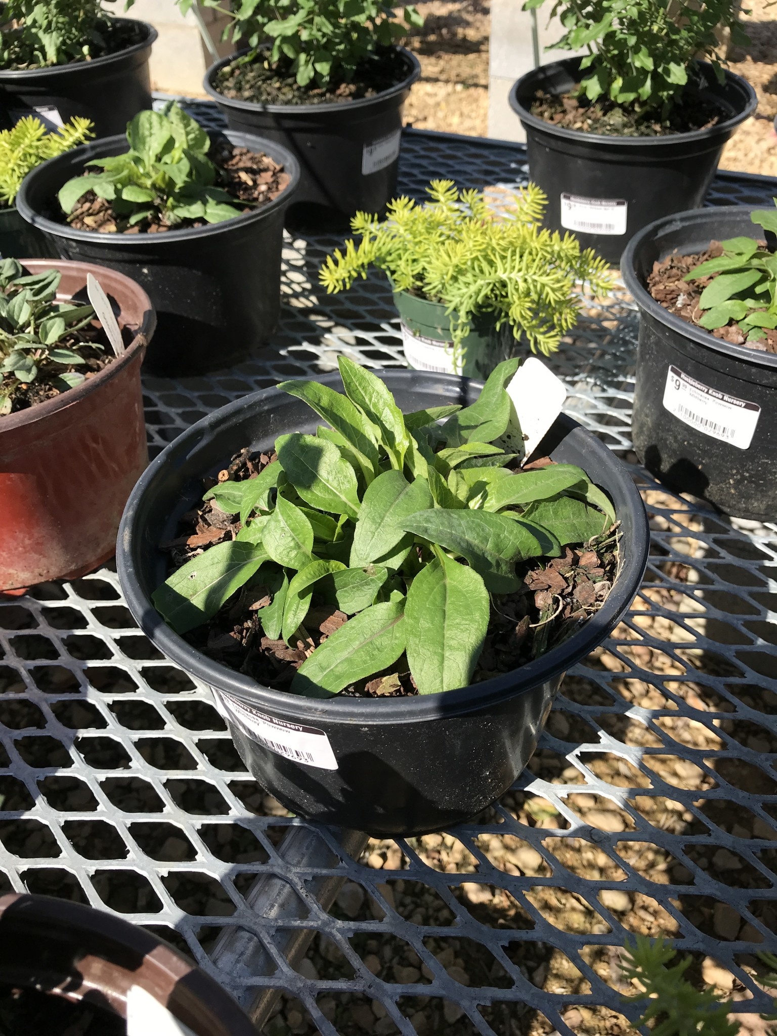 Echinacea 'Powwow Wildberry'