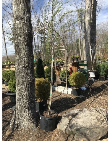 Willow, Salix matsudana 'Tortuosa' Corkscrew 5G