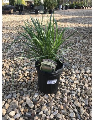 Grasses, Calamagrostis acu. 'Karl Foerster'1G