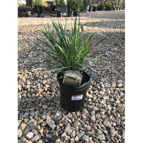 Feather Reed Grass, Calamagrostis acutiflora 'Karl Foerster' 1G