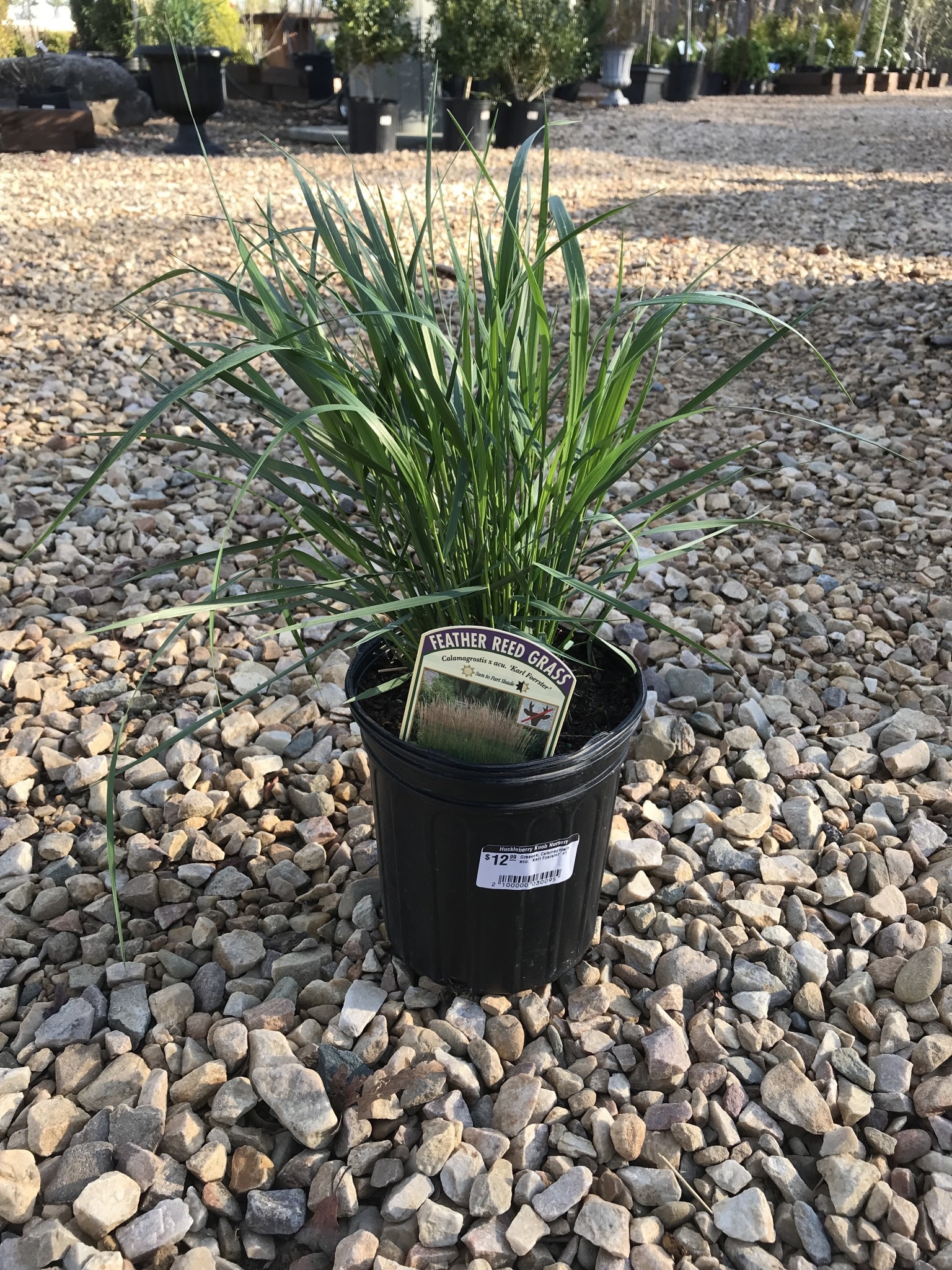 Grasses, Calamagrostis acu. 'Karl Foerster'1G