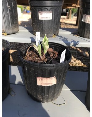 Hosta, Hosta 'Patriot' 1G