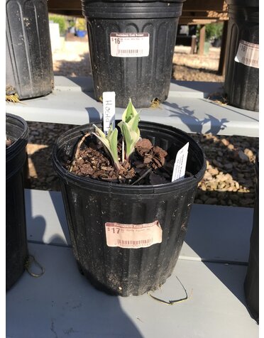 Hosta, Hosta 'Patriot' 1G