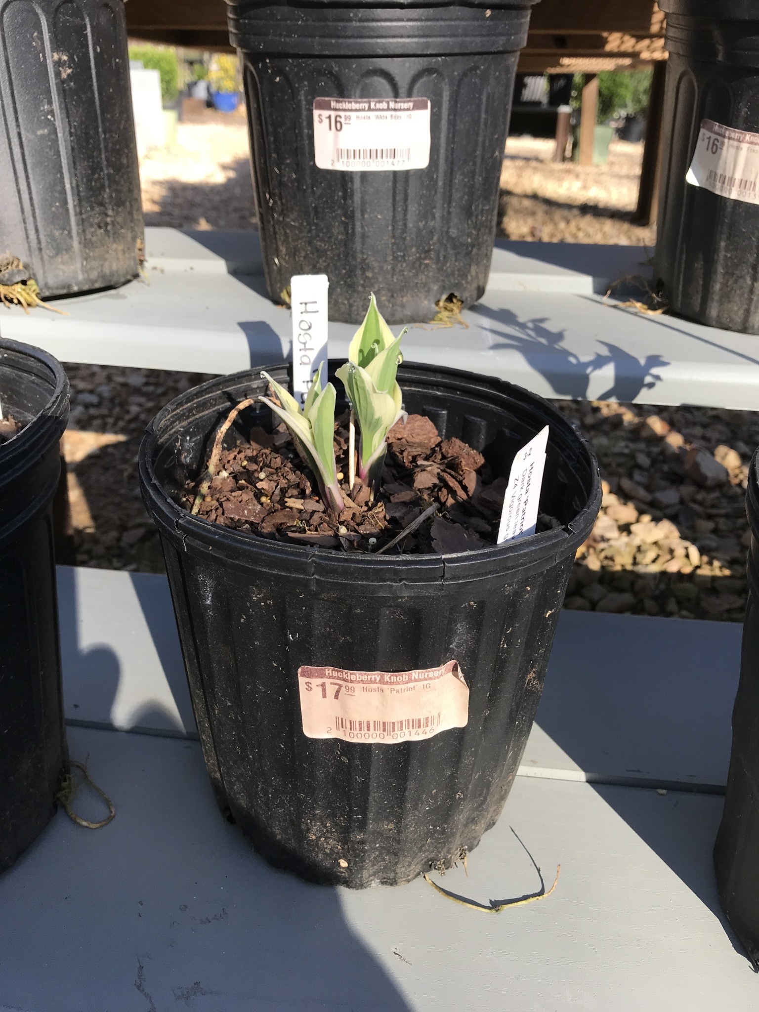 Hosta, Hosta 'Patriot' 1G