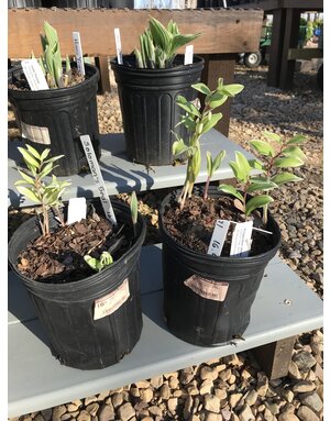 Solomon's Seal, Polygonatum odoratum 'Variegatum' Variegated Solomon's Seal 1G