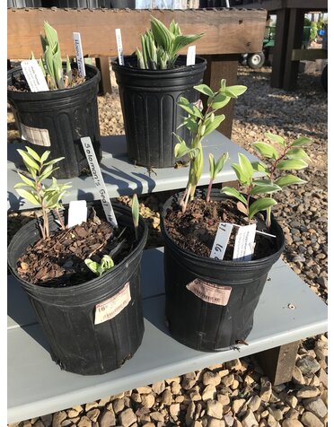 Solomon's Seal, Polygonatum odoratum 'Variegatum' Variegated Solomon's Seal 1G