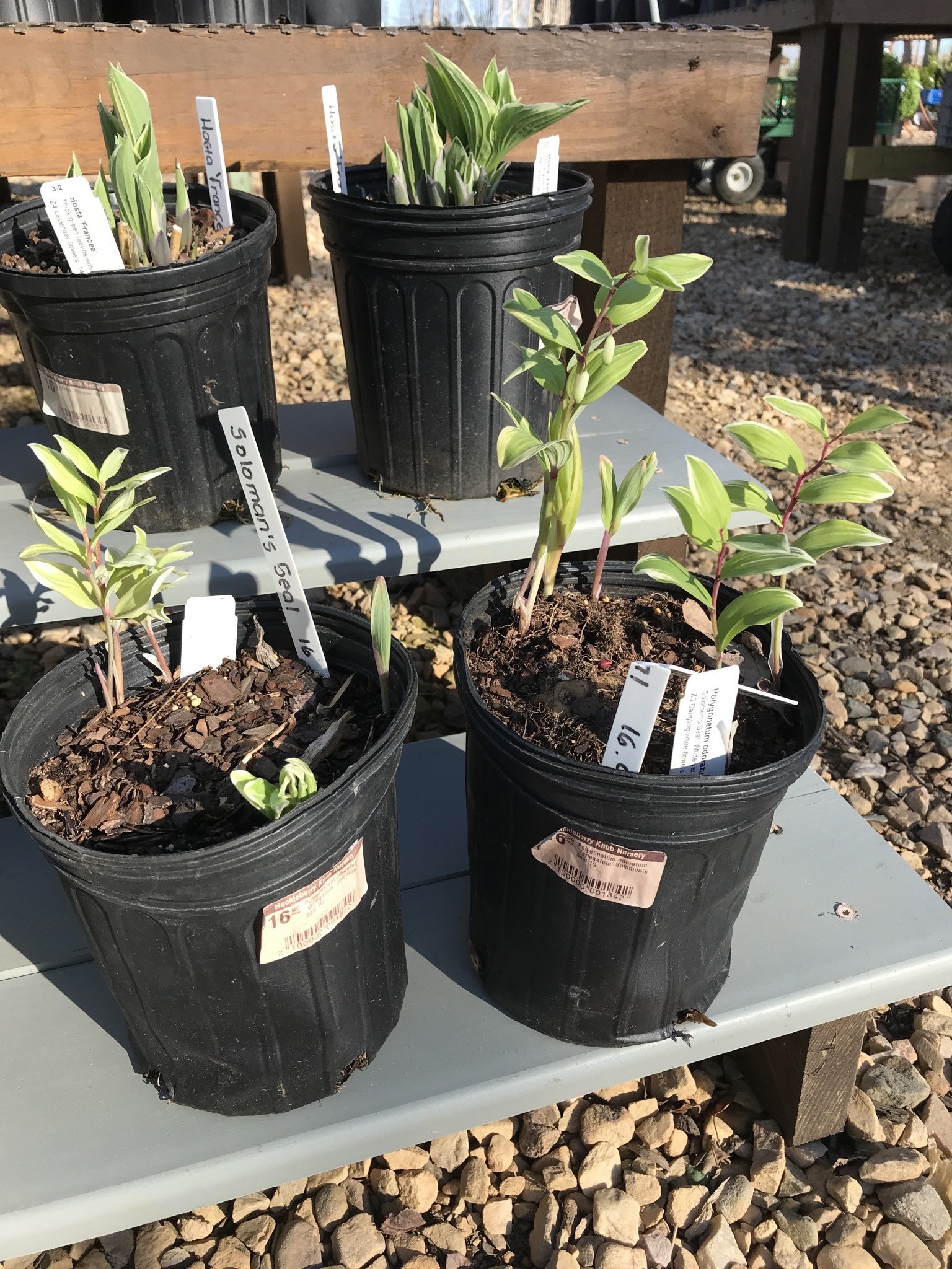 Solomon's Seal, Polygonatum odoratum 'Variegatum' Variegated Solomon's Seal 1G