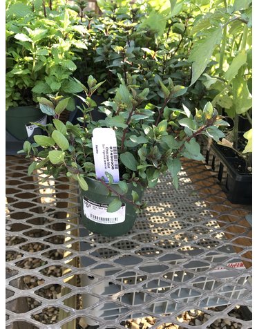 Mint, Mentha × piperita f. citrata ‘Chocolate’ 4"