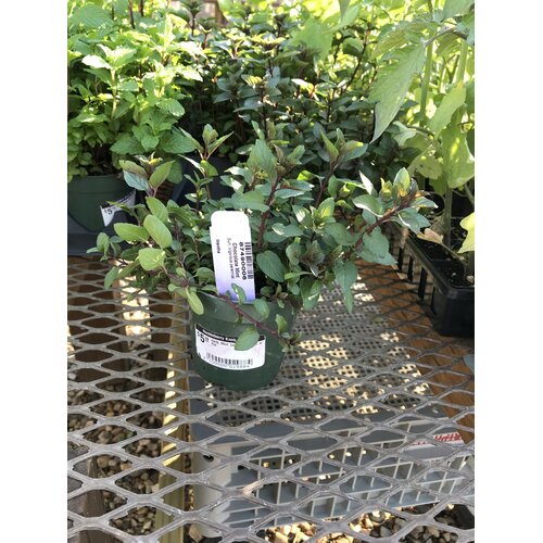 Mint, Mentha Ã— piperita f. citrata â€˜Chocolateâ€™ 4"