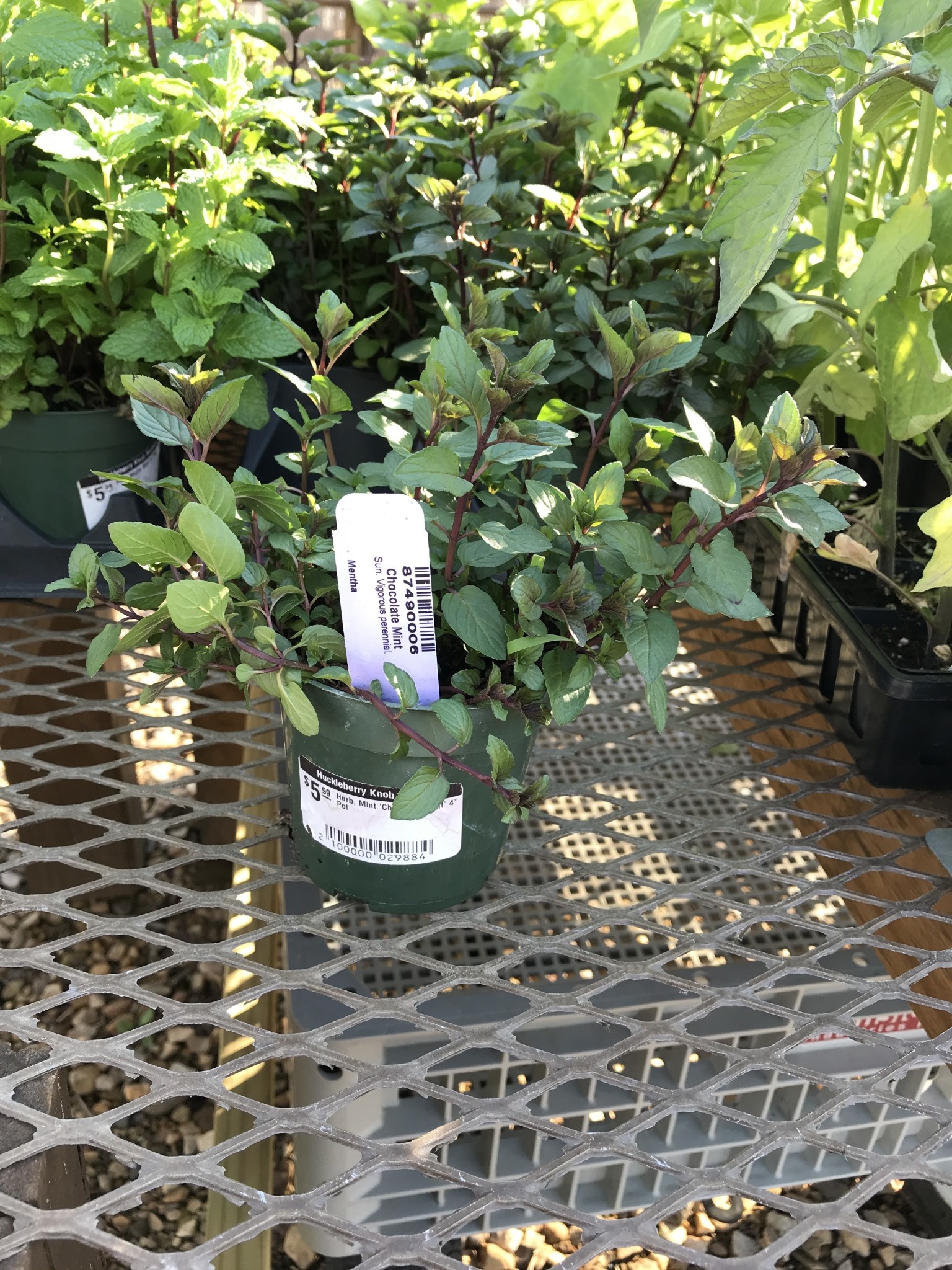 Mint, Mentha × piperita f. citrata ‘Chocolate’ 4"