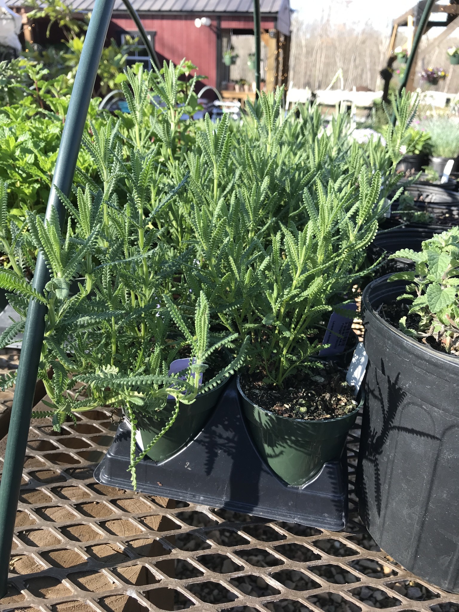 Herb, Lavendar 'French Fringed' 4" Pot