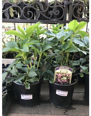 Lenten Rose, Helleborus orientalis #1, Lenten Rose