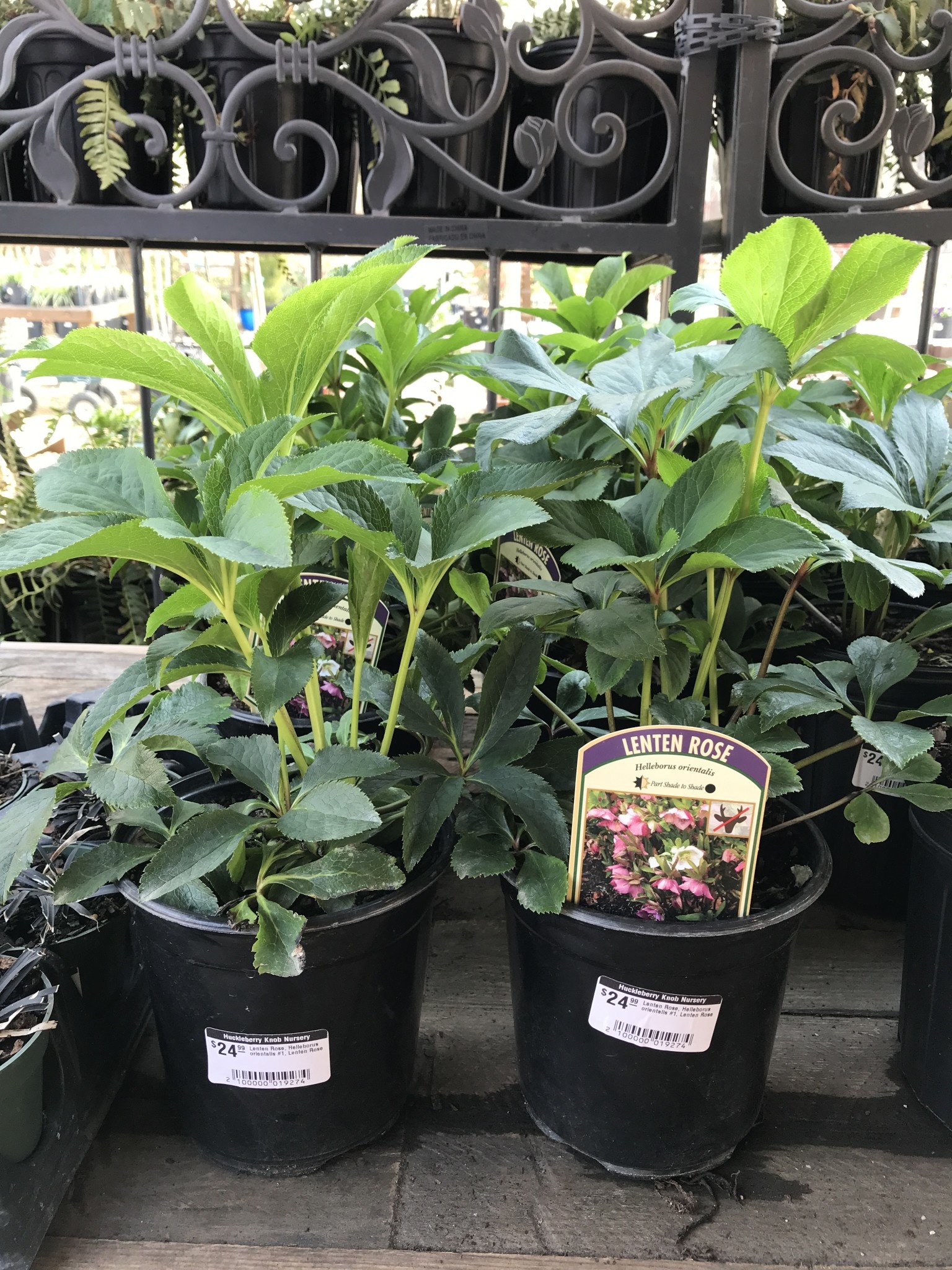 Lenten Rose, Helleborus orientalis #1, Lenten Rose