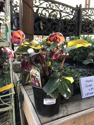 Lenten Rose, Helleborus 'Ice N' Roses® Brunello' 1G