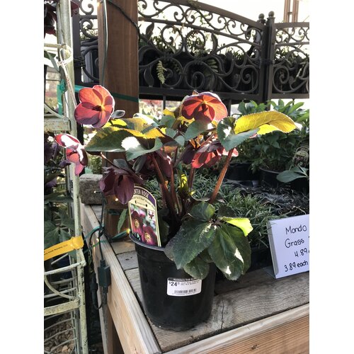 Lenten Rose, Helleborus 'Ice N' RosesÂ® Brunello' 1G