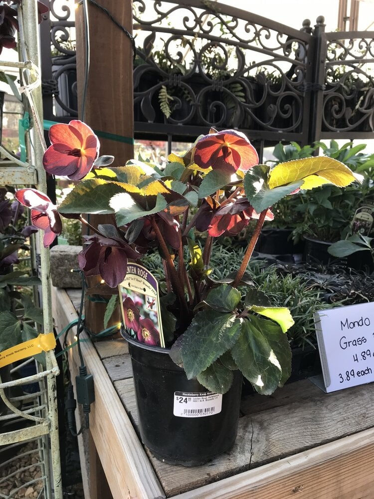 Lenten Rose, Helleborus 'Ice N' Roses® Brunello' 1G