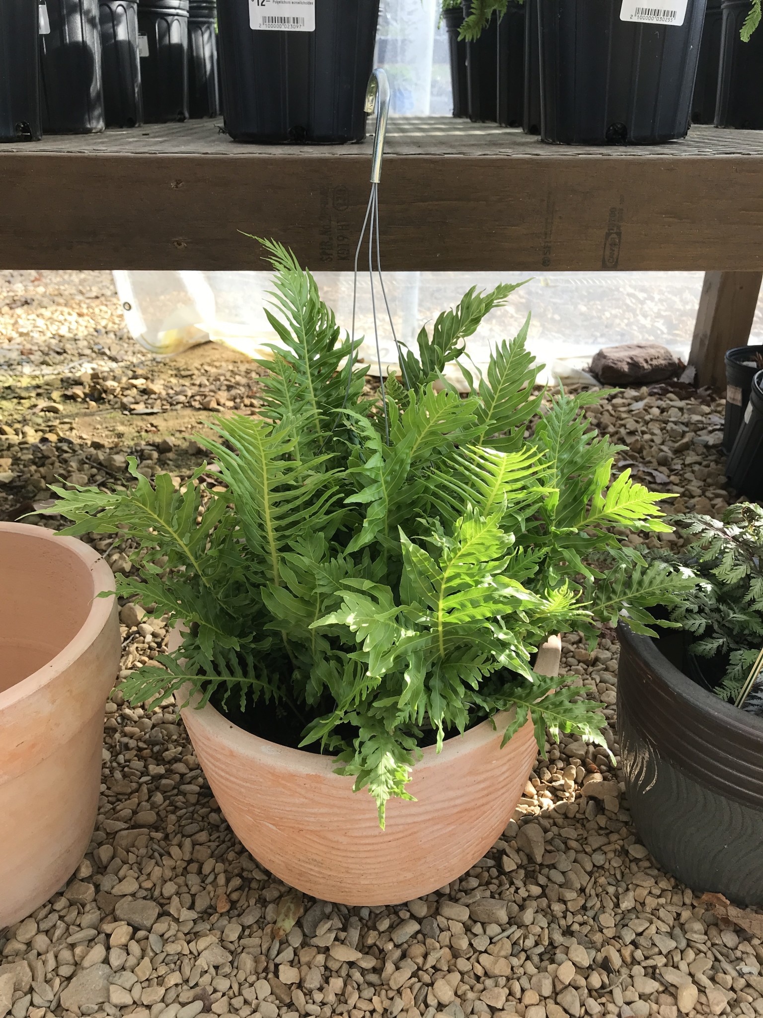 Fern, Silver Lady Fern 8" Hanging Basket