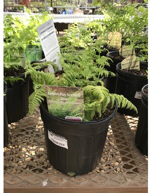 Fern, Dennstaedtia punctilobula #4Q, Eastern Hay Scented Fern