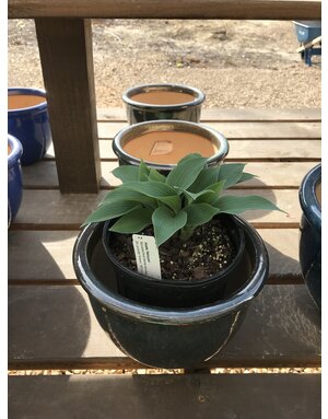 Hosta 'Halcyon' 1G