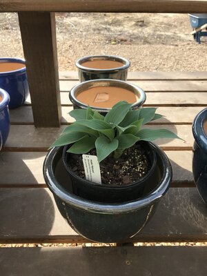 Hosta, Hosta 'Halcyon' 1G