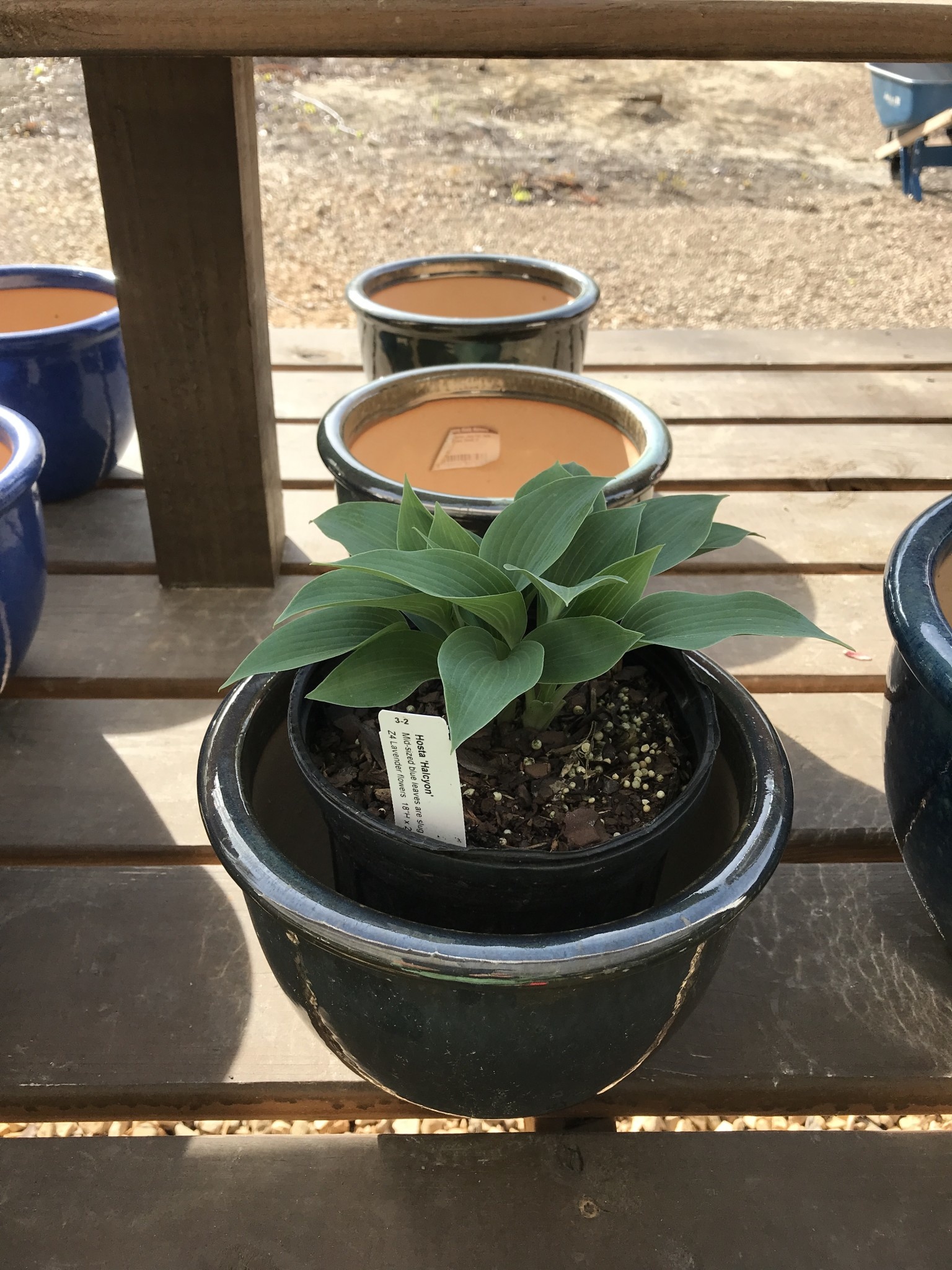 Hosta, Hosta 'Halcyon' 1G