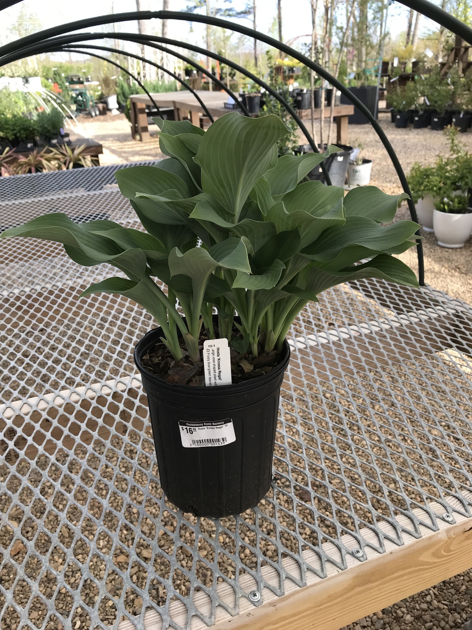 Hosta, Hosta 'Krossa Regal' 1G