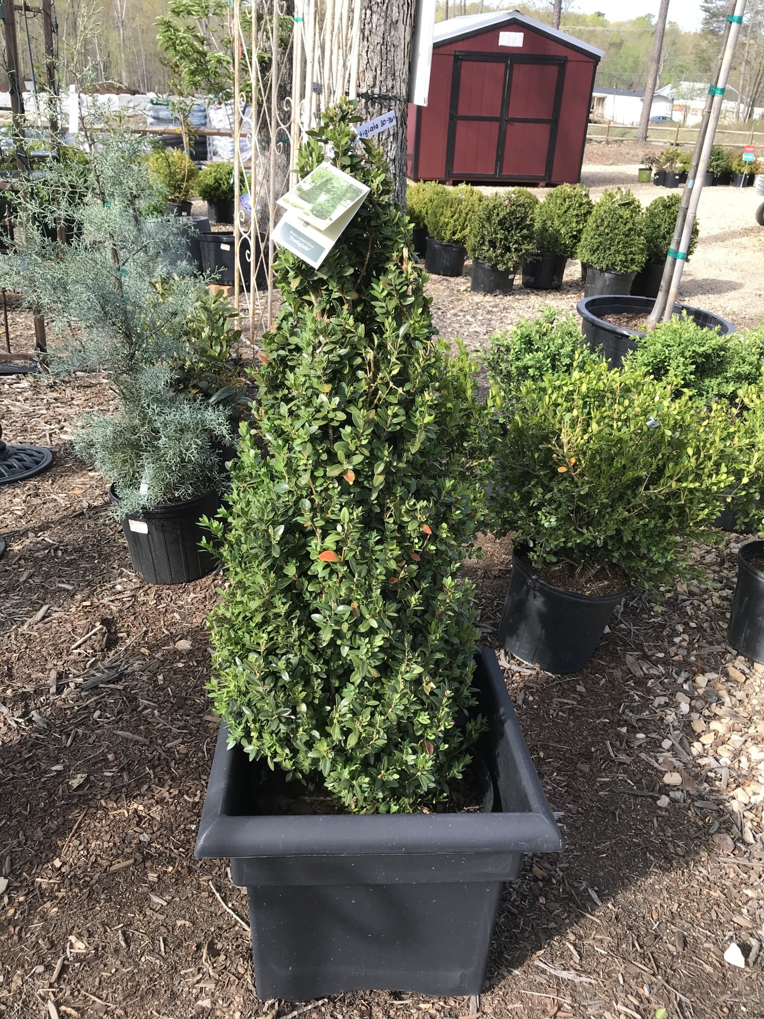 Boxwood, Buxus sempervirens 'Fastigiata' 30-36"