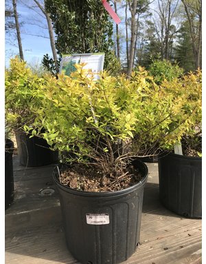 Abelia, Abelia x grandiflora 'Carolina Sunset' 3G