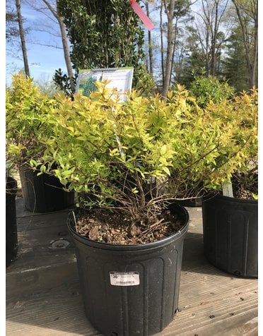 Abelia, Abelia x grandiflora 'Carolina Sunset' 3G