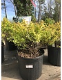 Abelia x grandiflora 'Carolina Sunset' 3G