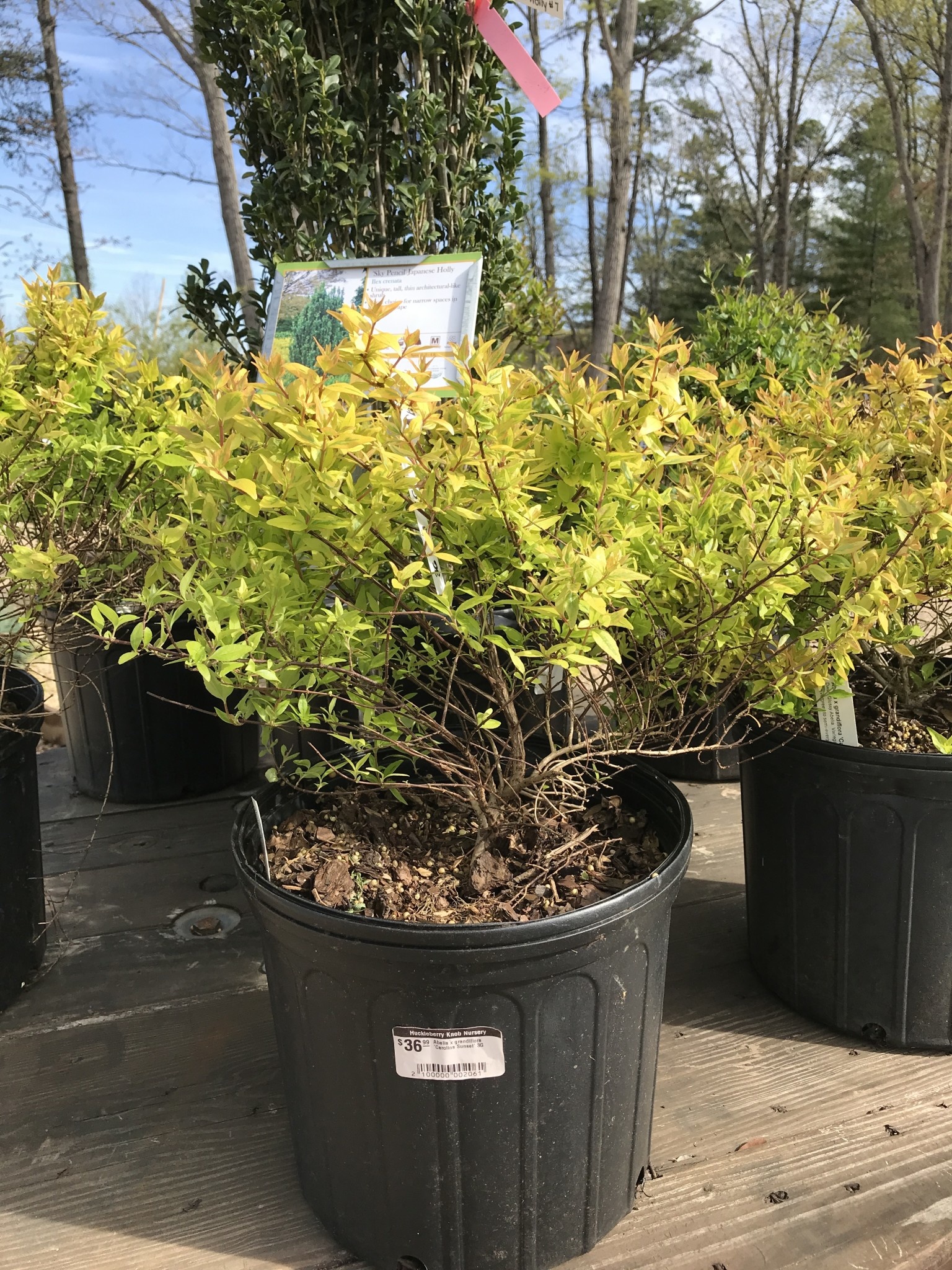 Abelia, Abelia x grandiflora 'Carolina Sunset' 3G
