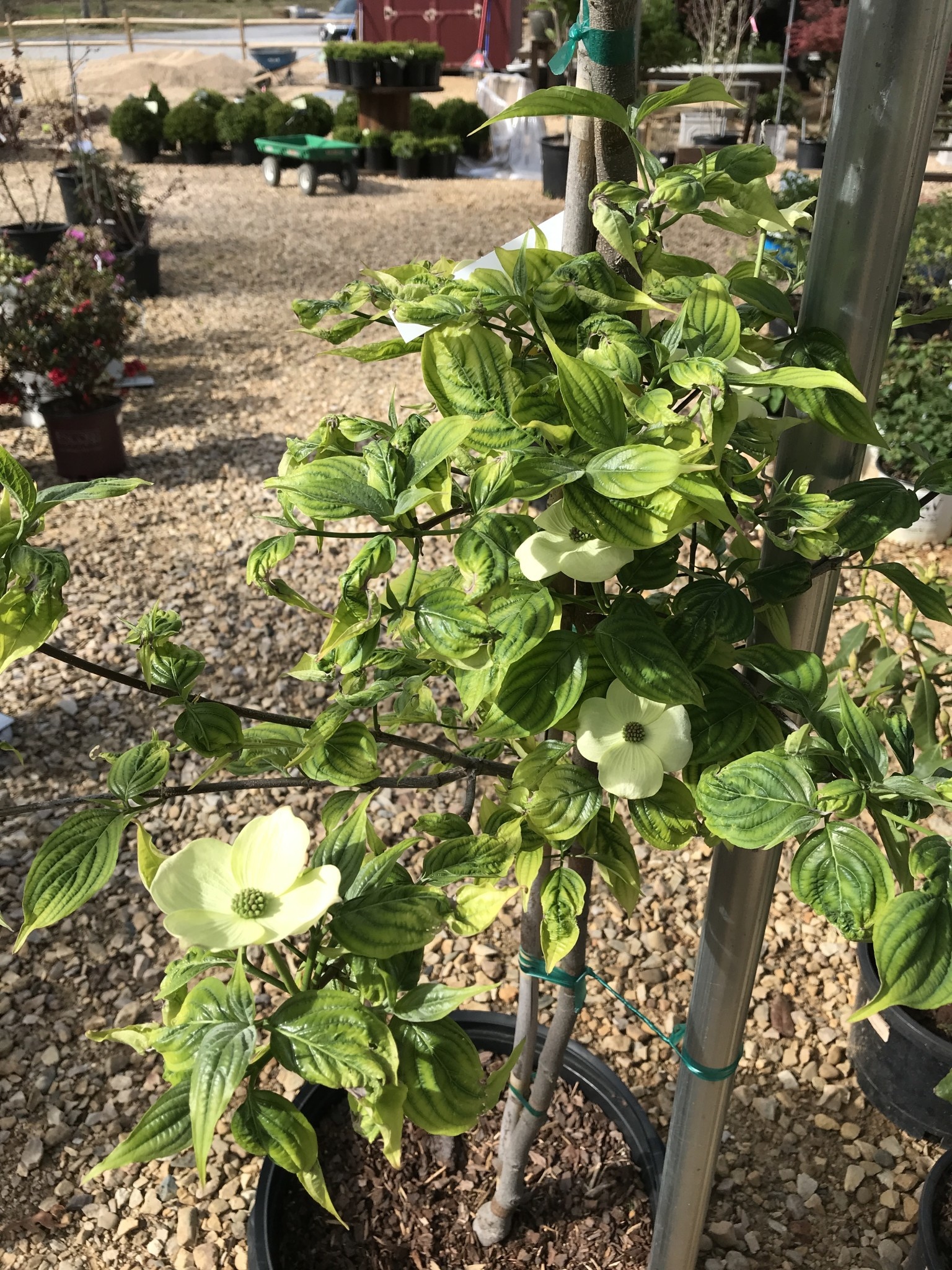 Aurora White Flowering Dogwood #10
