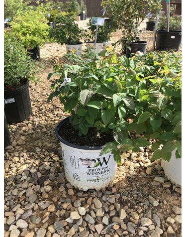 Proven Winner Spirea japonica DOUBLE PLAY® BLUE KAZOO® PP26655 PW® CC® 3G BLUE/GREEN/WHITE