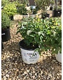 Proven Winner Spirea japonica DOUBLE PLAY® BLUE KAZOO® PP26655 PW® CC® 3G BLUE/GREEN/WHITE