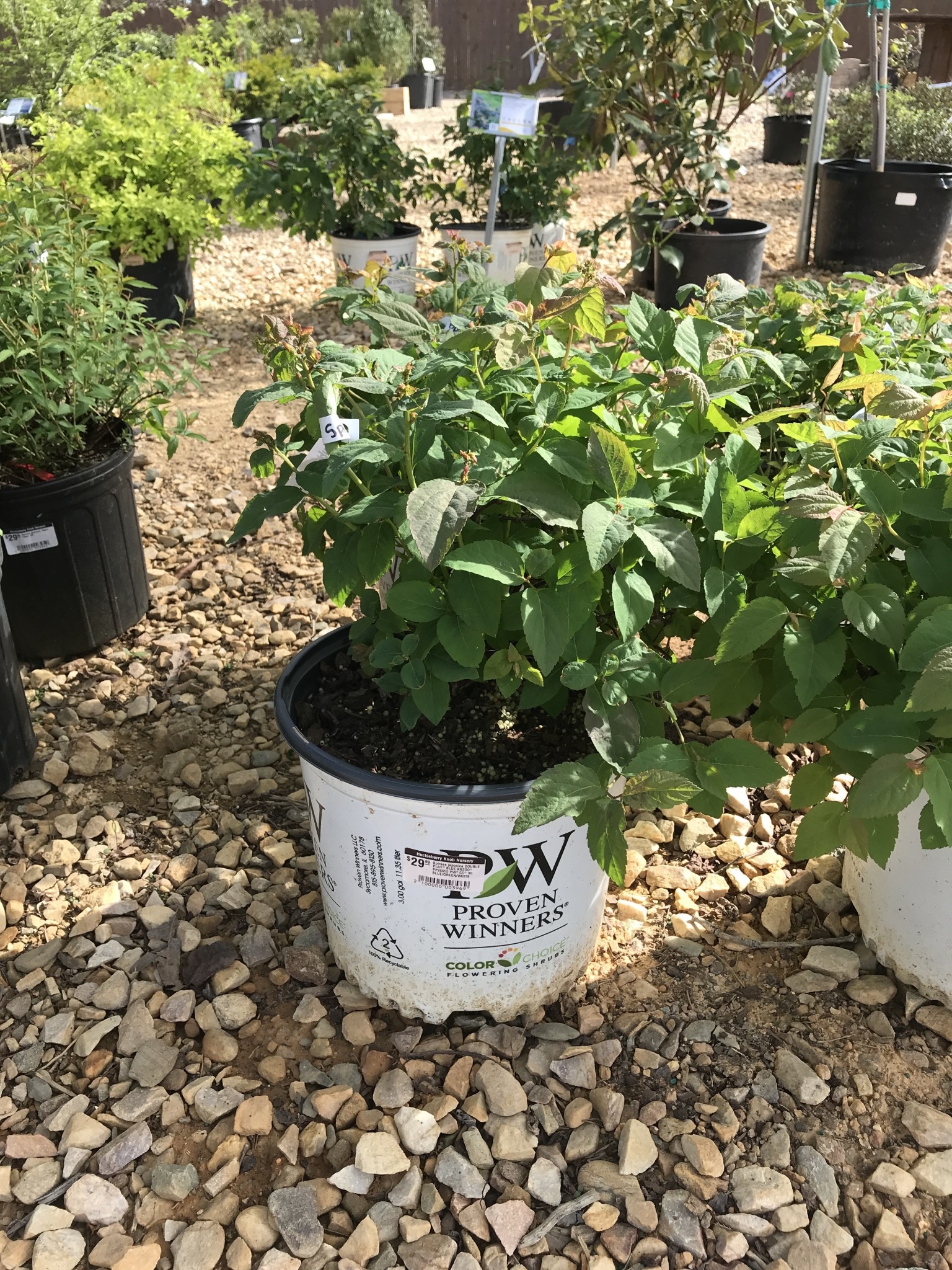Proven Winner Spirea japonica DOUBLE PLAY® BLUE KAZOO® PP26655 PW® CC® 3G BLUE/GREEN/WHITE