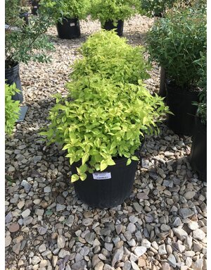 Spiraea japonica 'Goldmound' 3G YELLOW/PINK