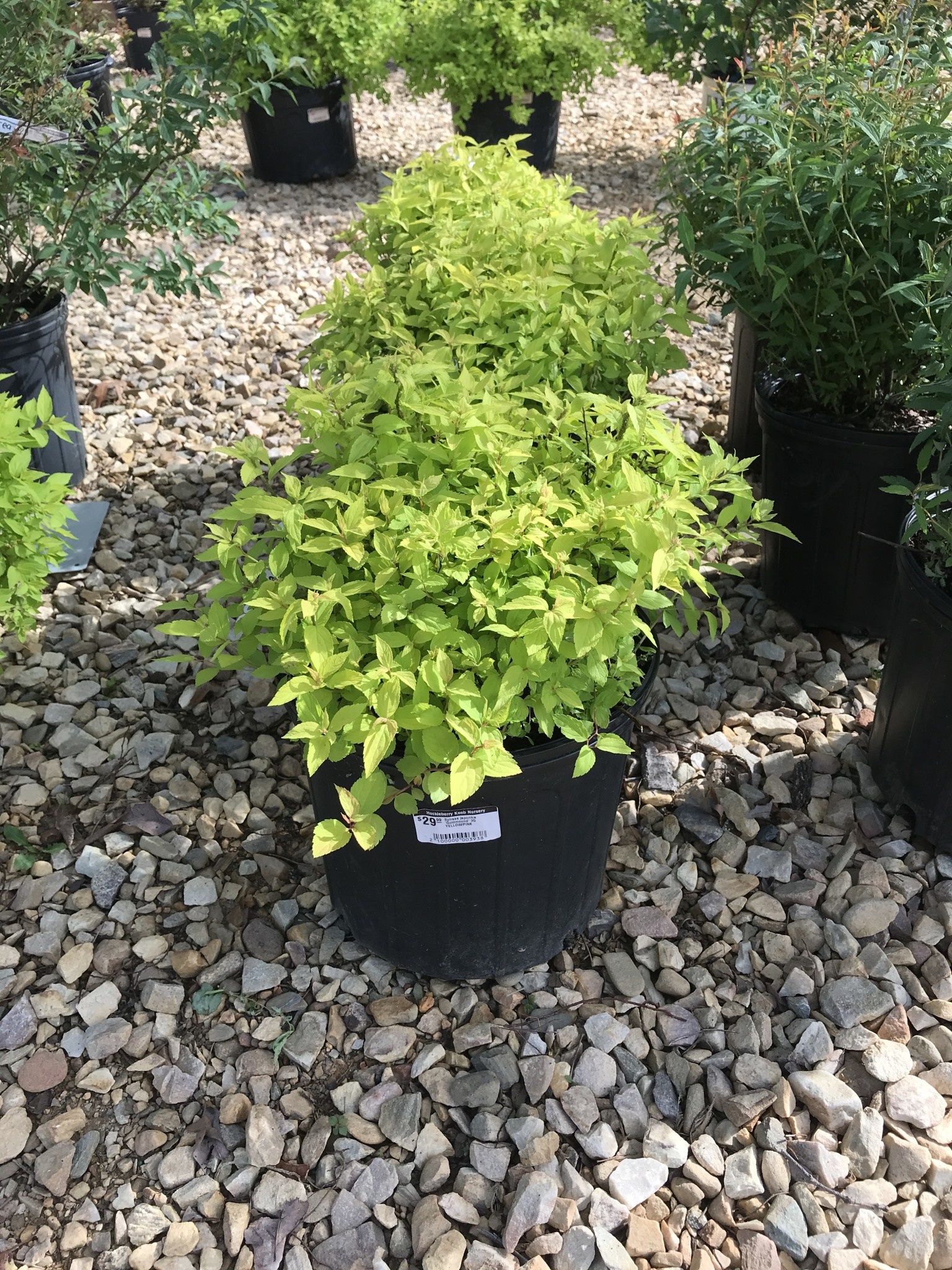Spiraea japonica 'Goldmound' 3G YELLOW/PINK