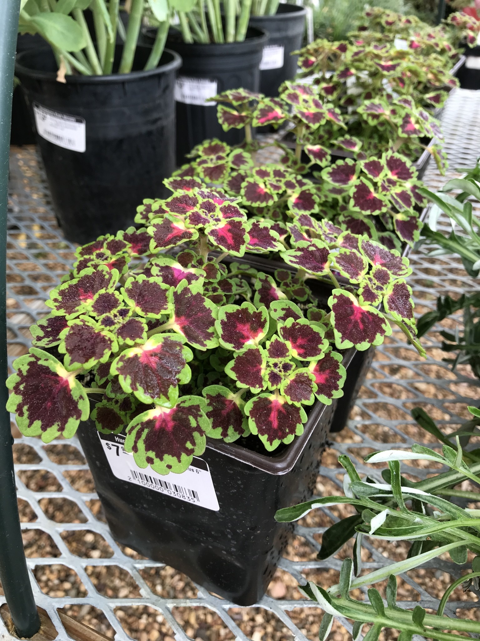 Great Falls Iguazu Coleus 6"