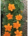 Marigold, Durango Tangerine