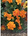 Marigold, Durango Flame 6 pack