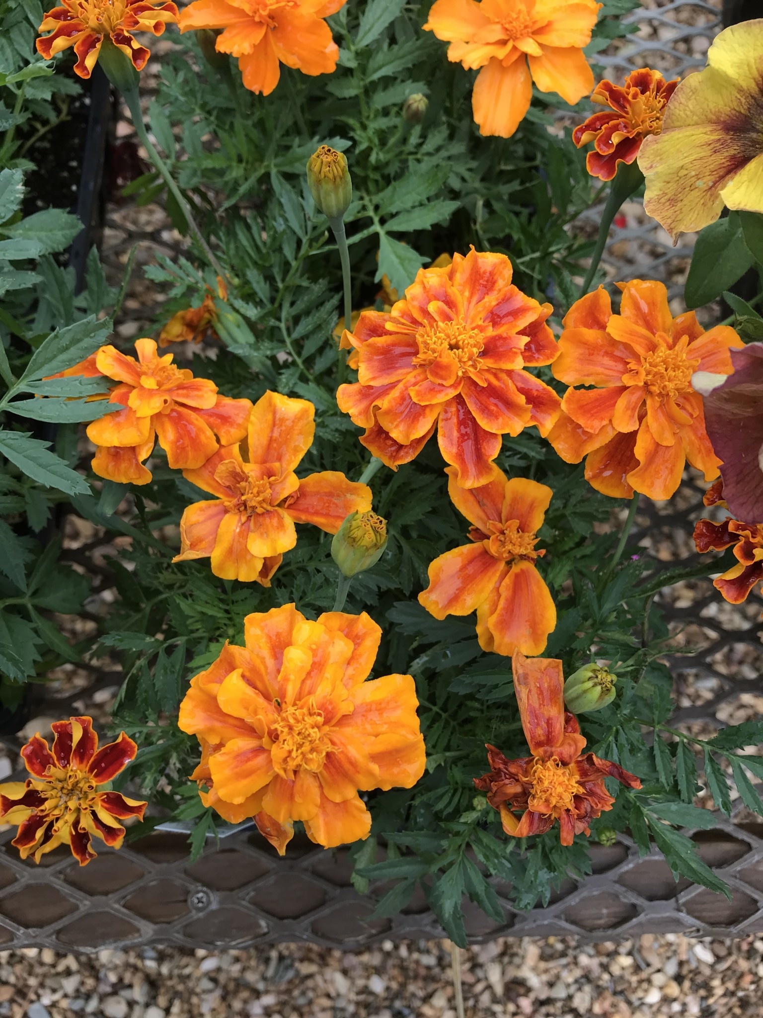 Marigold, Durango Flame 6 pack