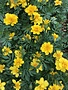 Marigold, Durango Yellow 6 pack